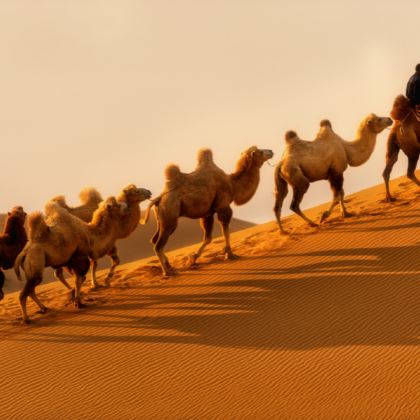 鄂尔多斯+鄂尔多斯草原旅游区+响沙湾6日5晚拼小团 鄂尔多斯+鄂尔多斯草原旅游区+响沙湾6日5晚拼小团