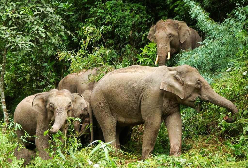 【西双版纳6日亲子营】大象学校,雨林穿越,暑假全景深度游