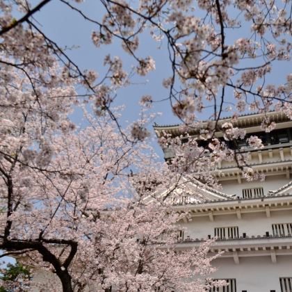 日本熊本+黑川温泉+山口县+福冈6日5晚私家团