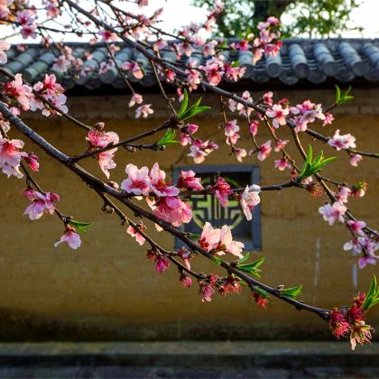广西南宁+巴马+长寿村+百魔洞+巴马百鸟岩4日3晚自由行 广西南宁+巴马+长寿村+百魔洞+巴马百鸟岩4日3晚自由行