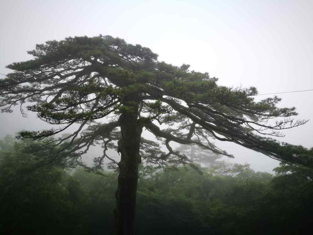 松树柁银行流水 携程网