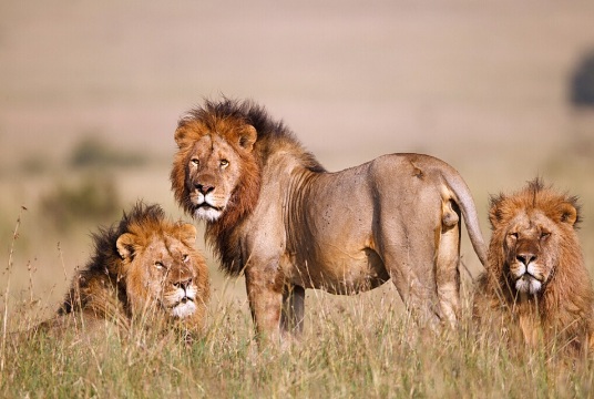 肯尼亚9日6晚跟团游·趣V,KQ广州起止【东非