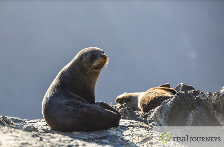 新西兰皇后镇2日1晚跟团游·米尔福德峡湾过