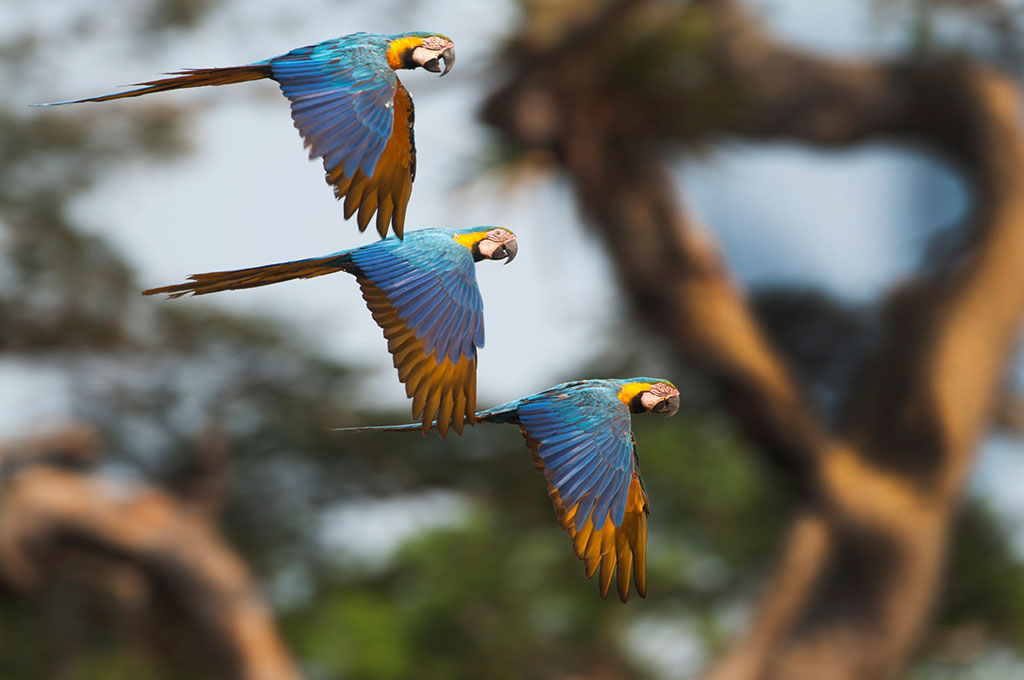 巴西+阿根廷+智利+秘鲁16日13晚跟团游·四国