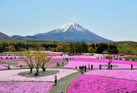 赏花游·日本名古屋+箱根+富士山2日1晚跟团