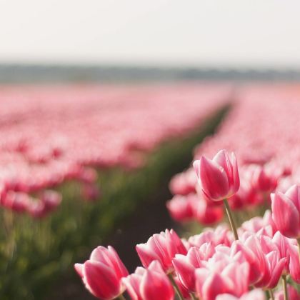 荷兰11日跟团游 荷兰11日跟团游