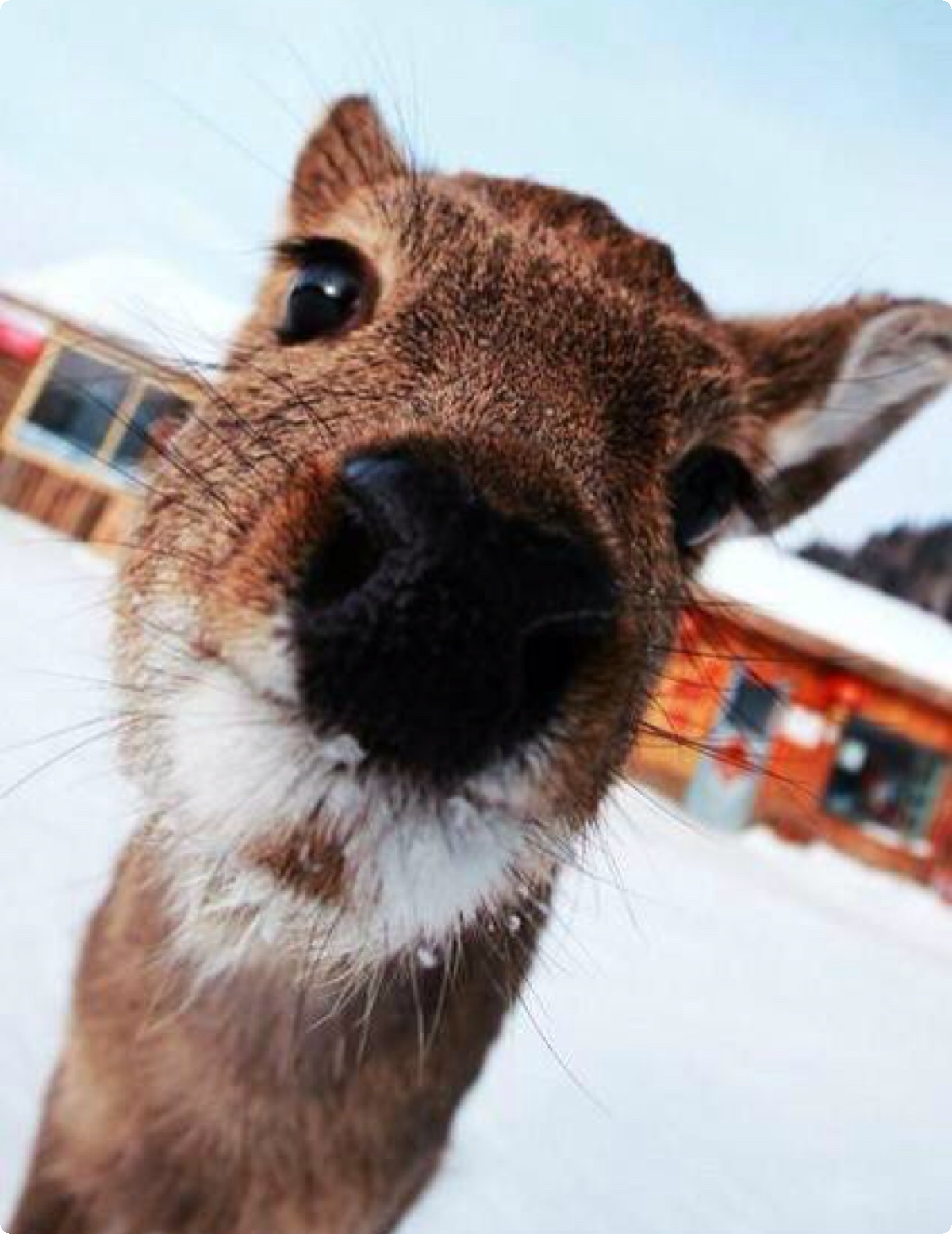赏雪游·黑龙江亚布力+五常+雪乡5日4晚跟团