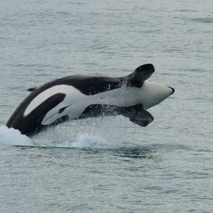 新西兰南岛+北岛13日私家团 新西兰南岛+北岛13日私家团