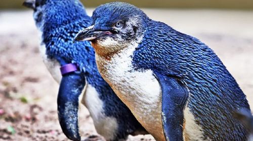 新西兰基督城+奥马鲁+但尼丁+皇后镇+库克山