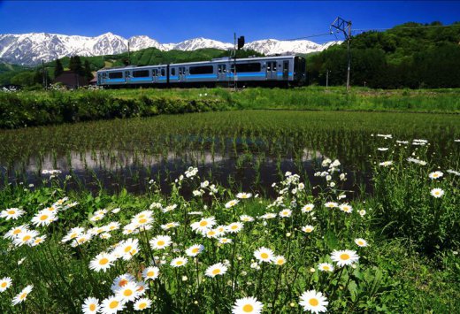 赏花游·日本东京都+长野县2日1晚跟团游(3钻
