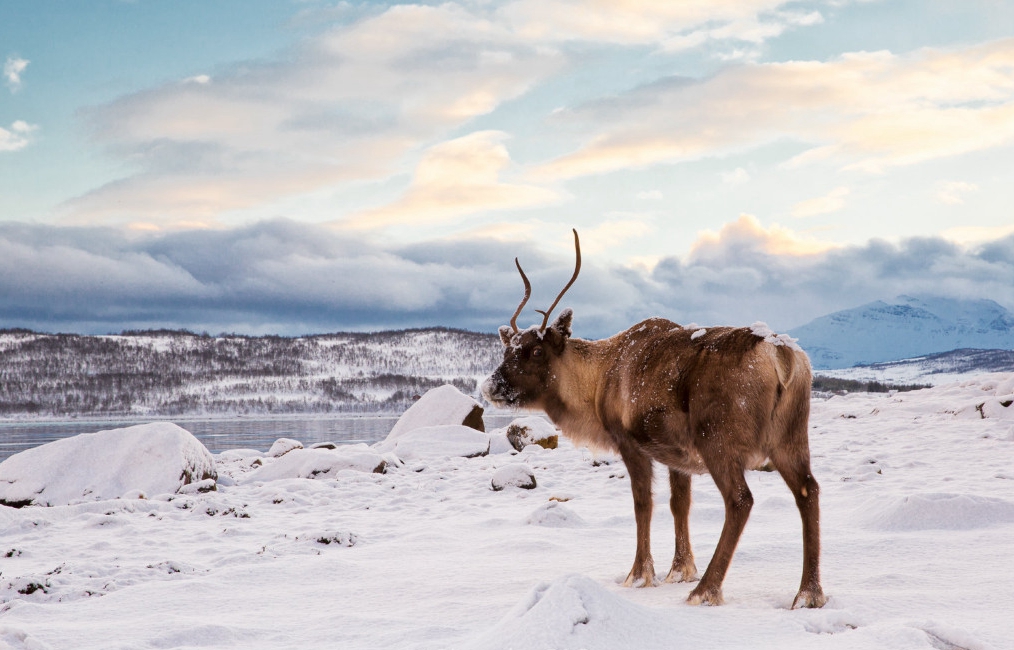 俄罗斯莫斯科+圣彼得堡+摩尔曼斯克10日8晚跟