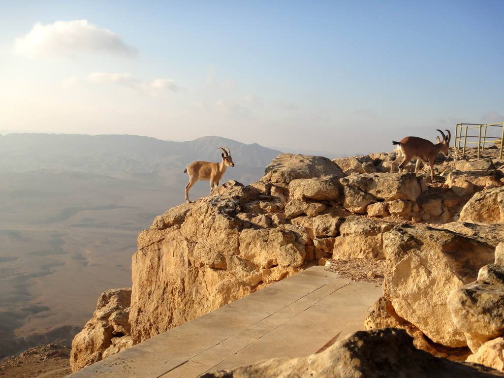 越野自驾·以色列特拉维夫+海法+提比利亚+死