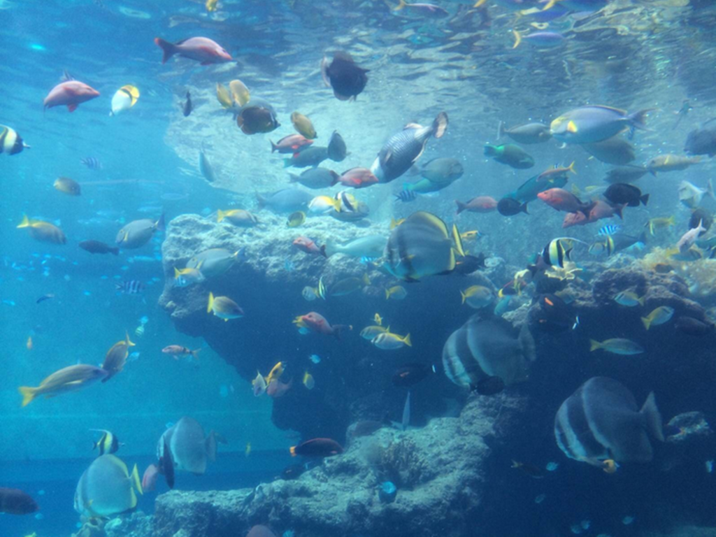 【家庭出行推荐】房车骑行椰林海岛 5天4晚海南环岛亲子体验