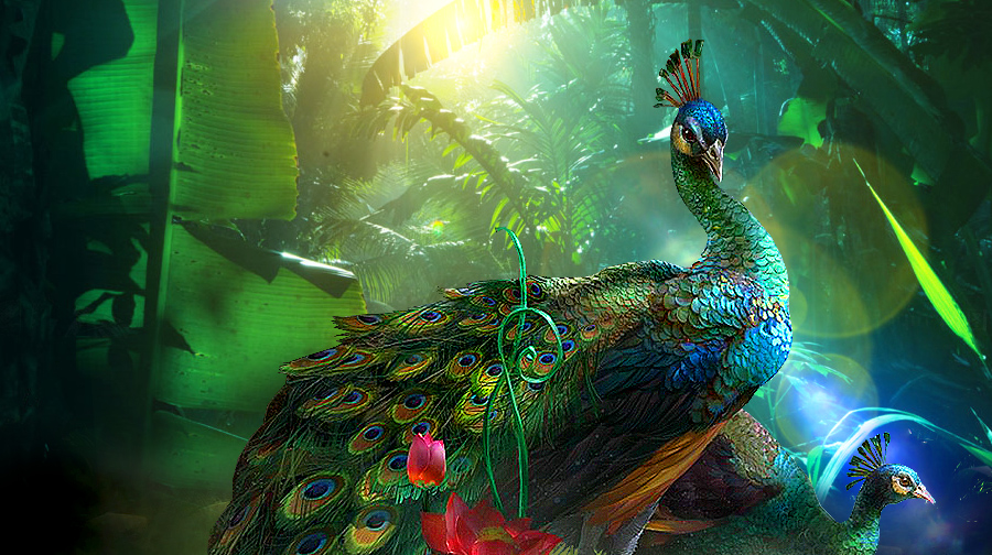 西双版纳雨林气候好明,摄影之旅·云南西双版