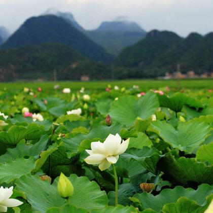 摄影·昆明+东川红土地+抚仙湖+建水+元阳+蒙自+普者黑风景区8日7晚跟团游