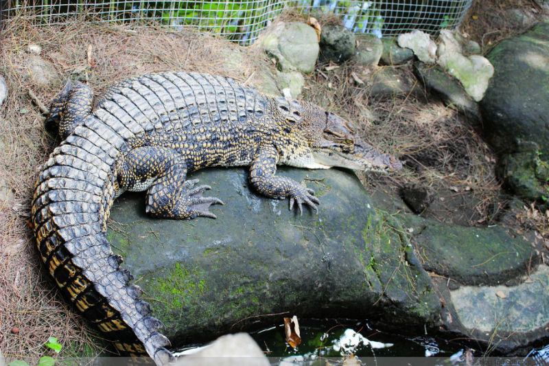 动物园里有哪些动物?