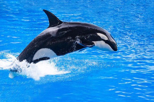 1——虎鲸剧场 :在虎鲸剧场,您可以看到震撼全场的《虎鲸科普秀》,超