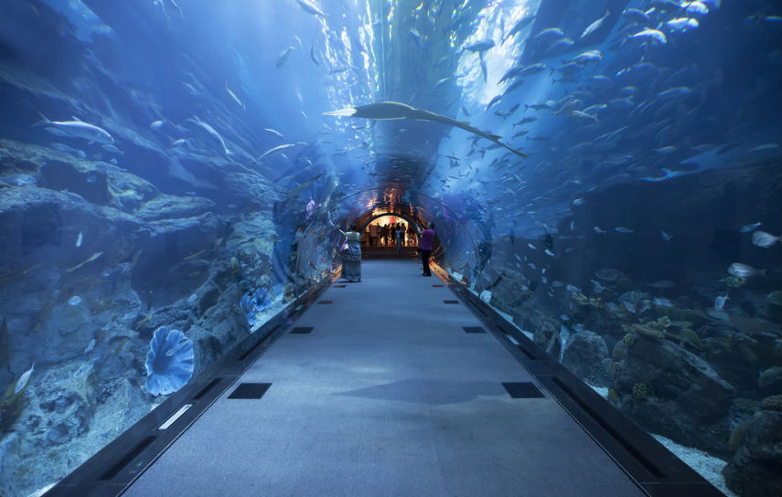 壁纸 海底 海底世界 海洋馆 水族馆 855_544