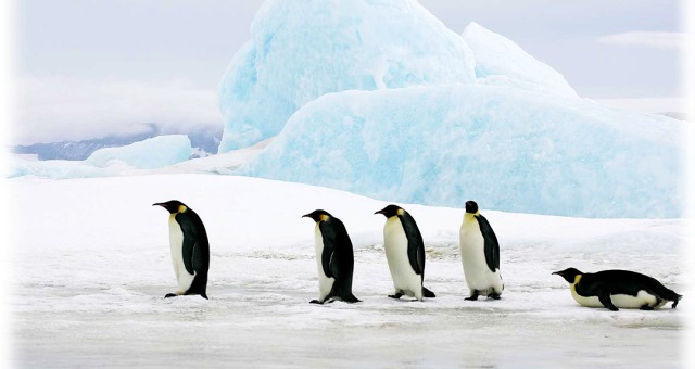 南极高清图片