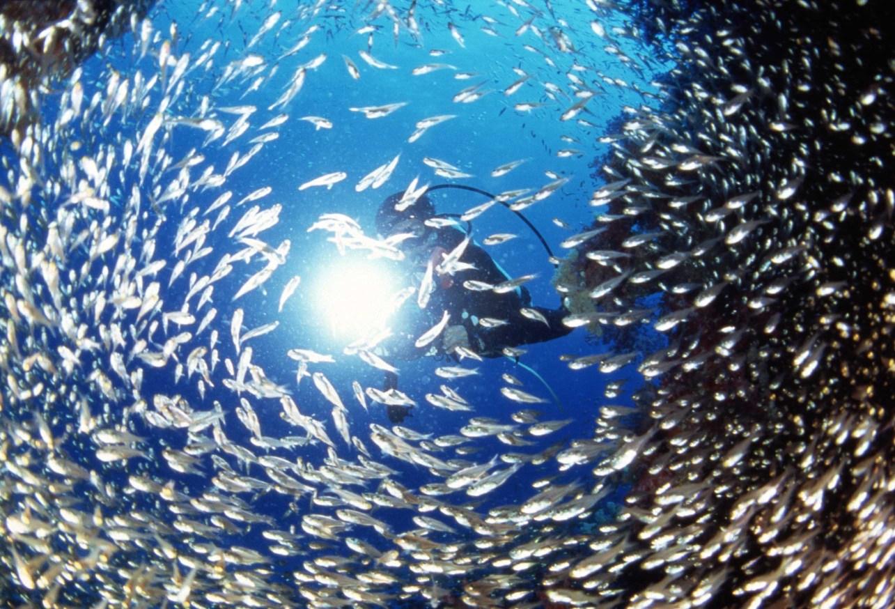 摄影之旅·泰国普吉岛+斯米兰群岛7日5晚跟团游·悦美普吉+斯米兰7天5晚-【携程旅游】