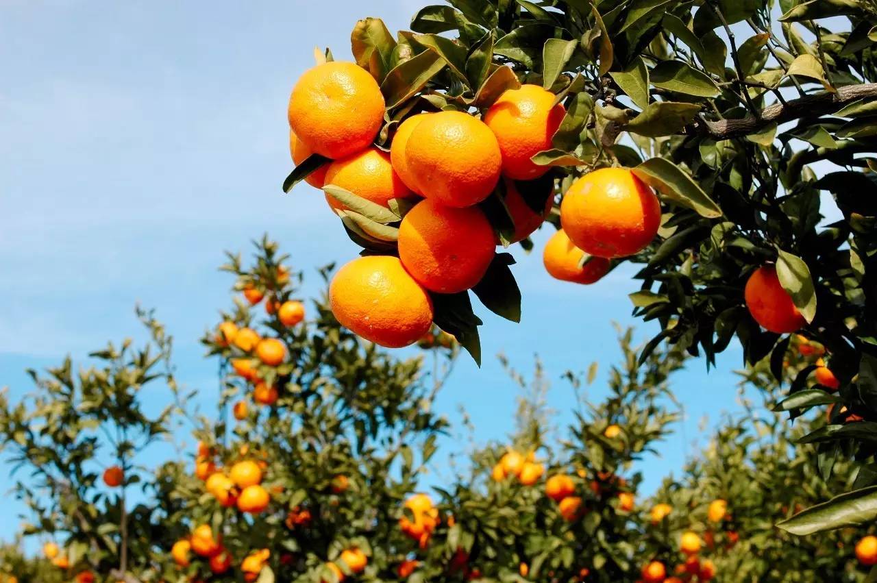 马拉松·2018济州柑橘国际马拉松4天3晚半自