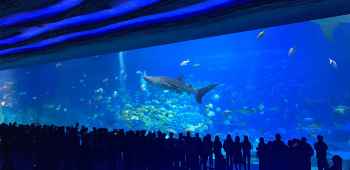 海洋王国6日5晚半自助游(4钻)·港珠澳大桥+三