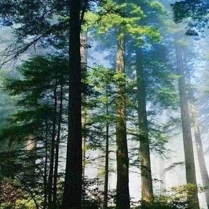 哈尔滨+伊春+小兴安岭林区+五营红松林海景区5日4晚跟团游 哈尔滨+伊春+小兴安岭林区+五营红松林海景区5日4晚跟团游