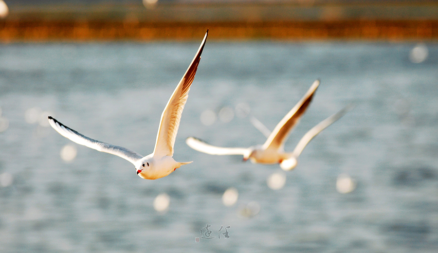 云南真是个好地方,这,云南昆明+大理洱海+丽江