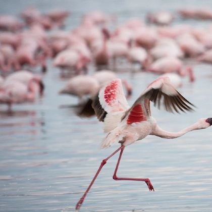 肯尼亚6日5晚私家团 肯尼亚6日5晚私家团
