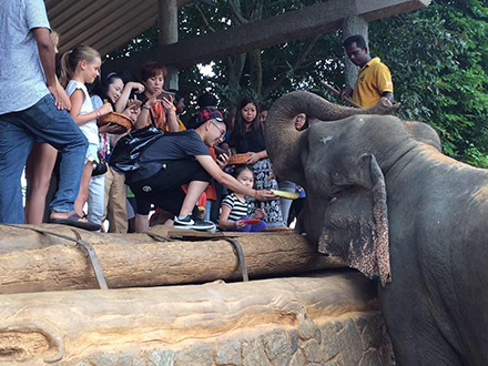 斯里兰卡7日跟团游(5钻)·直飞 五星肉桂酒店+