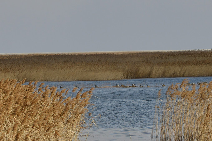 公民意识课程丨自然保育计划,到崇明去观鸟!-【