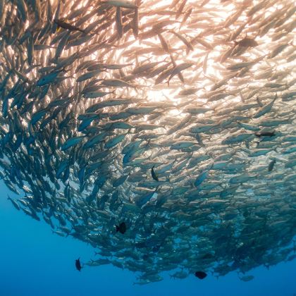 仙本那+西巴丹潜水5日4晚私家团 仙本那+西巴丹潜水5日4晚私家团