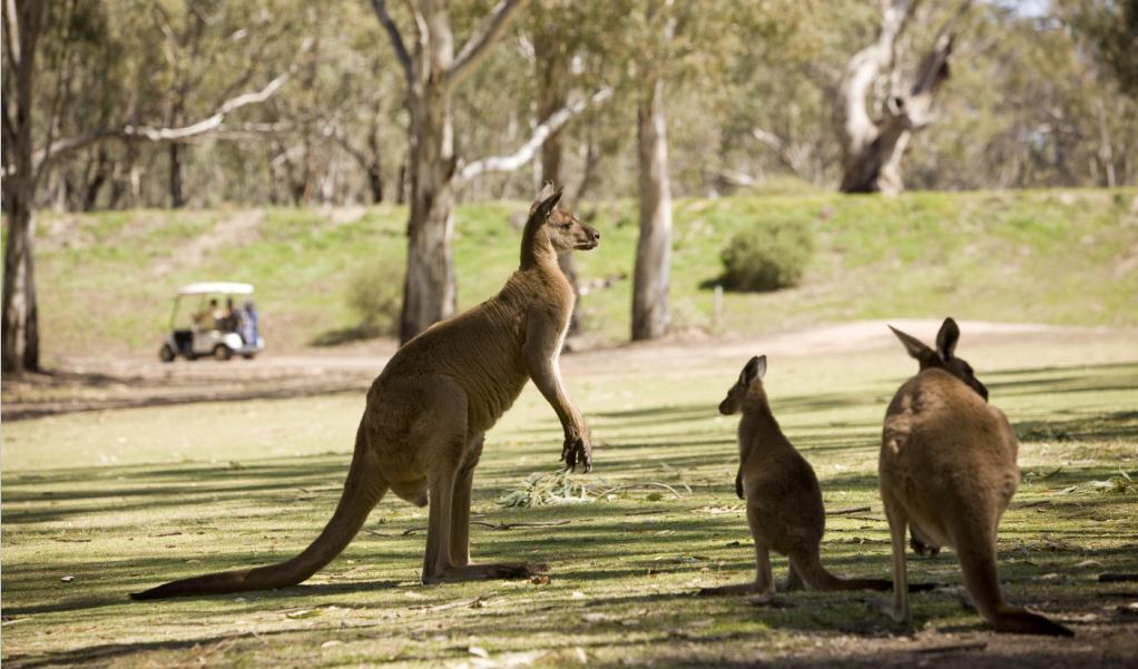 澳大利亚悉尼英语课堂寄宿家庭13天游学营