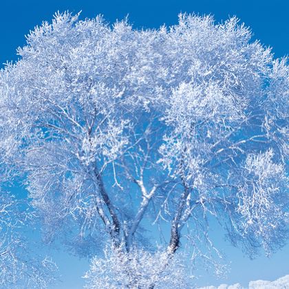 石家庄+保定+张家口+承德+坝上+乌兰布统7日6晚跟团游 石家庄+保定+张家口+承德+坝上+乌兰布统7日6晚跟团游