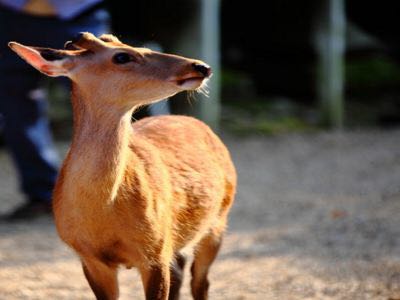 日本7日6晚跟团游· 观海列车游京都大阪东京