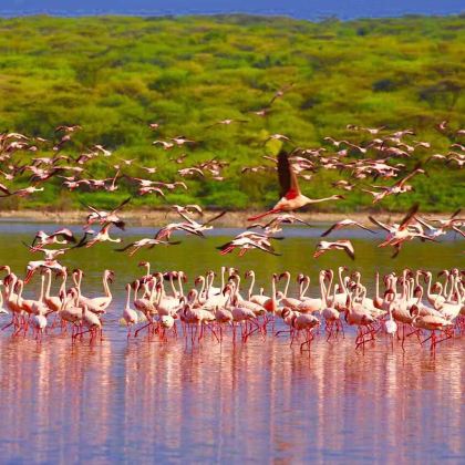肯尼亚五大国家公园+两大湖泊12日9晚跟团游