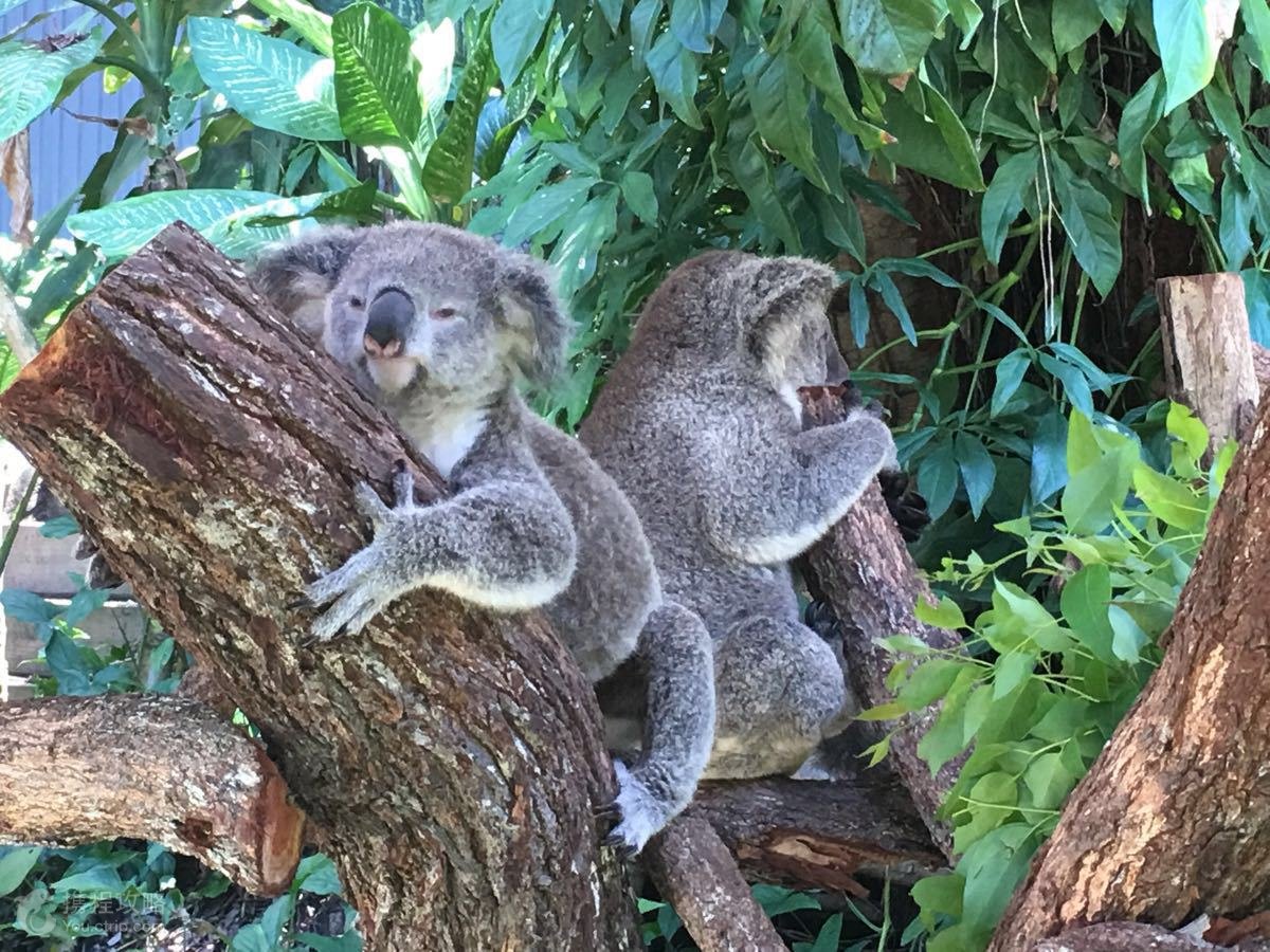 澳大利亚悉尼+墨尔本+凯恩斯+黄金海岸9日跟