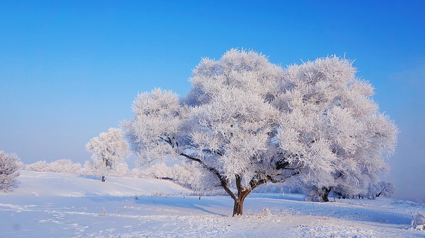 东北6日亲子游学 雪乡&雾凇&森林,雪国列车的雪之