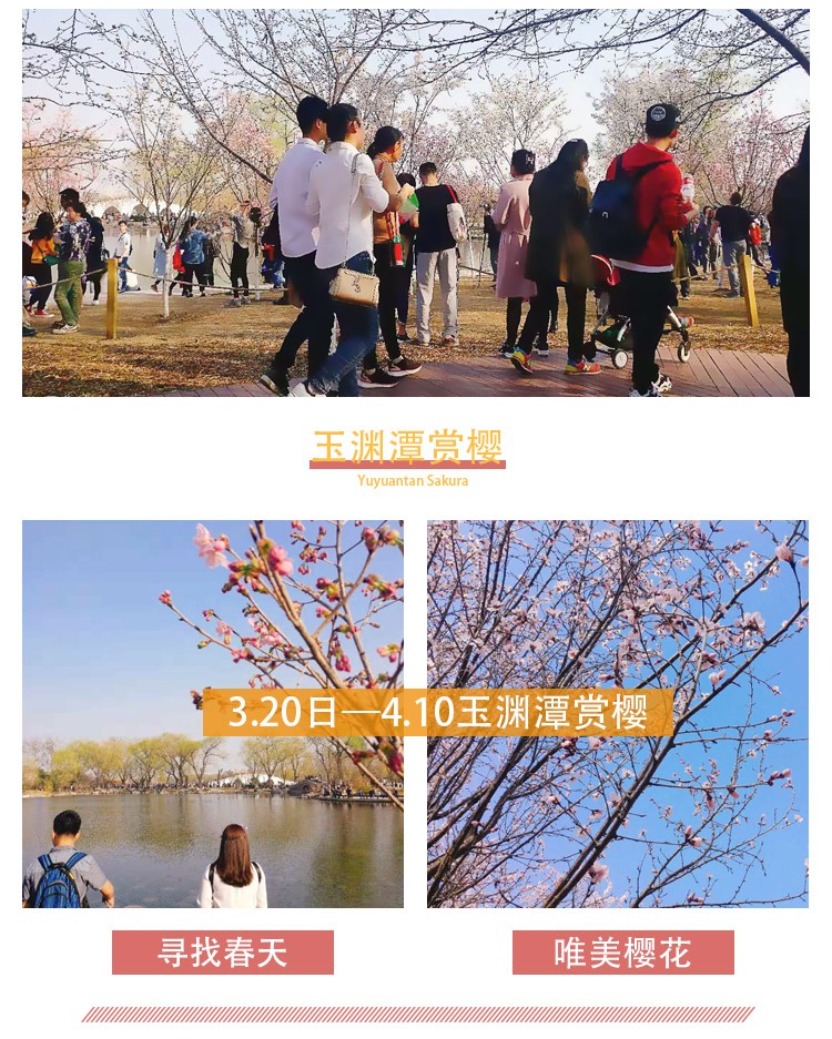 春游早鸟踏青优选】玉渊潭赏樱花+赠德云社美食图沙县馆图片
