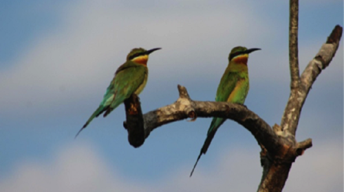 素质拓展·斯里兰卡汉班托特7日国际义工旅行