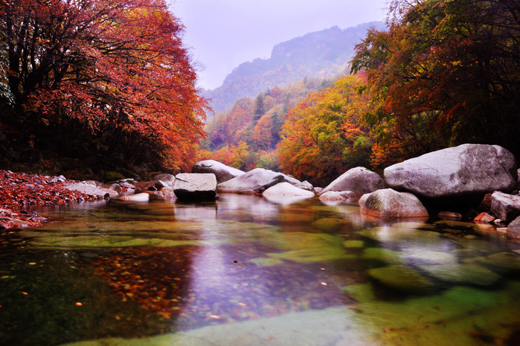 光雾山红叶有面积大,色彩多,周期长等几大特点,800多平方公里的景区有图片