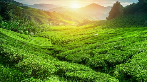 茶山人口_茶山竹海(3)