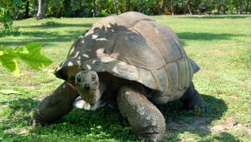 giant tortoise