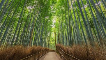 稻荷大社+金阁寺+岚山+奈良公园+大阪梅田空