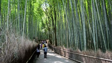 【京都经典路线】世界遗产金阁寺清水寺+岚山