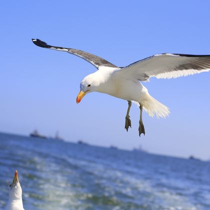 纳米比亚鲸湾港半日游【观海豚+鲸鱼+海豹+品新鲜生蚝大餐】 纳米比亚鲸湾港半日游【观海豚+鲸鱼+海豹+品新鲜生蚝大餐】