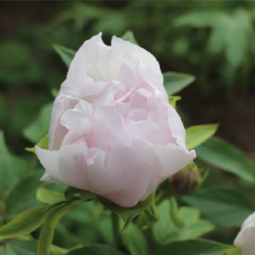 河南郑州+万仙山景区+郭亮挂壁公路+少林寺+龙门石窟5日4晚跟团游 河南郑州+万仙山景区+郭亮挂壁公路+少林寺+龙门石窟5日4晚跟团游