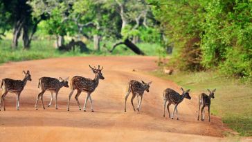 【携程攻略】蒂瑟默哈拉默斯里兰卡雅拉国家公