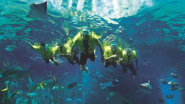 迪拜棕榈岛亚特兰蒂斯浮潜体验怎么样\/好玩吗