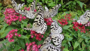 【冲绳夏日祭】(中文导游 赠送水族馆、蝴蝶园